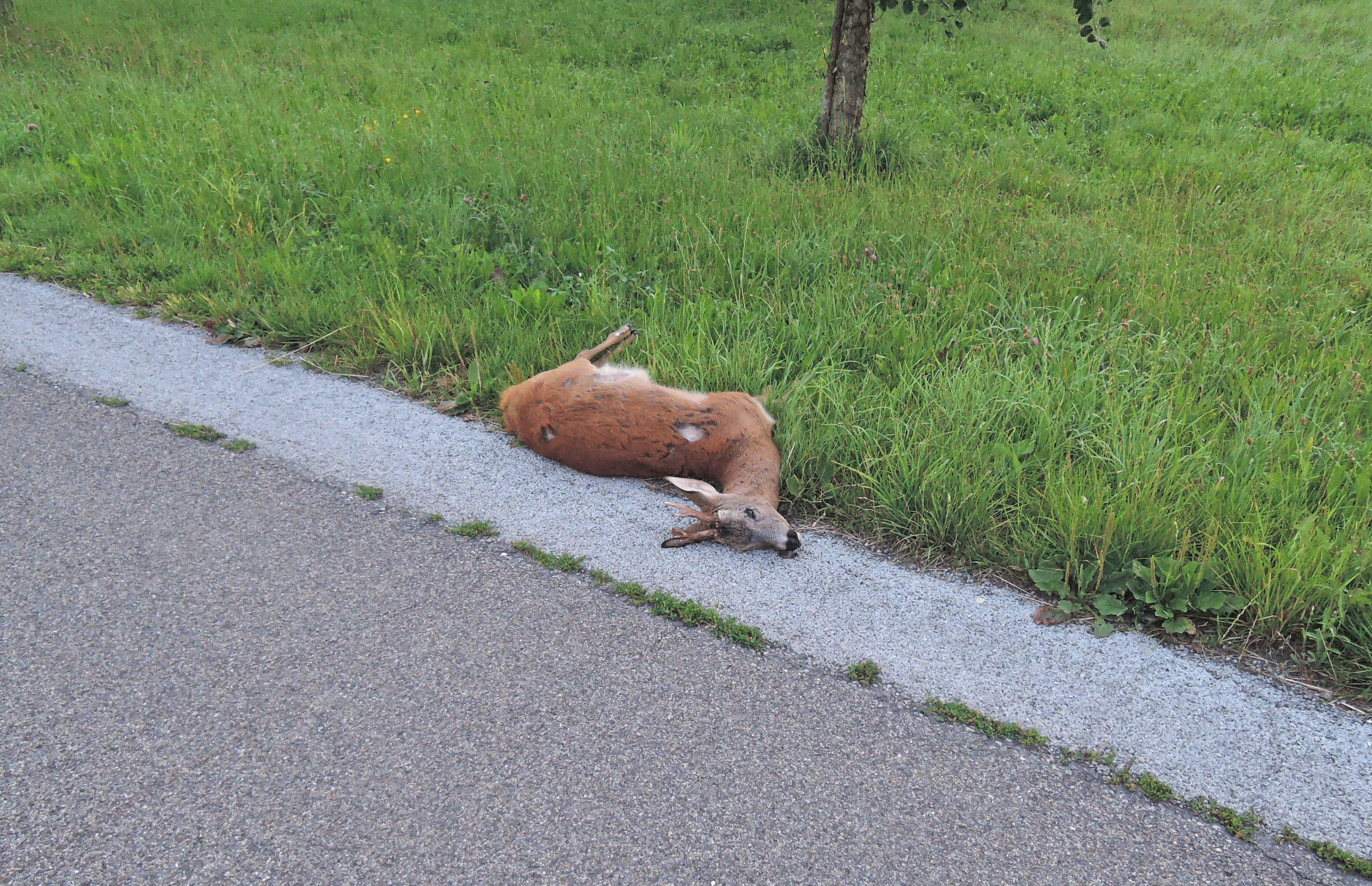 Vorsicht: Tiere Auf Der Strasse – Die Ostschweiz